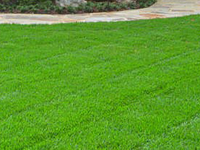 Lawn Treatment Programs, Marietta, GA