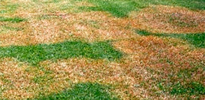 Brown Patch (rhizoctonia blight)