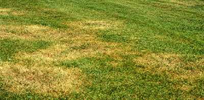 Large Patch (rhizoctonia solani)