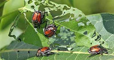 Insects of Ornamental Plants