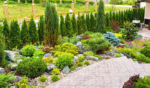 Ornamental Tree & Shrub