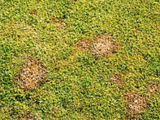 Other Common Disease Problem in Southern Lawns